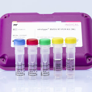 Kit Real-Time PCR virotype BVDV